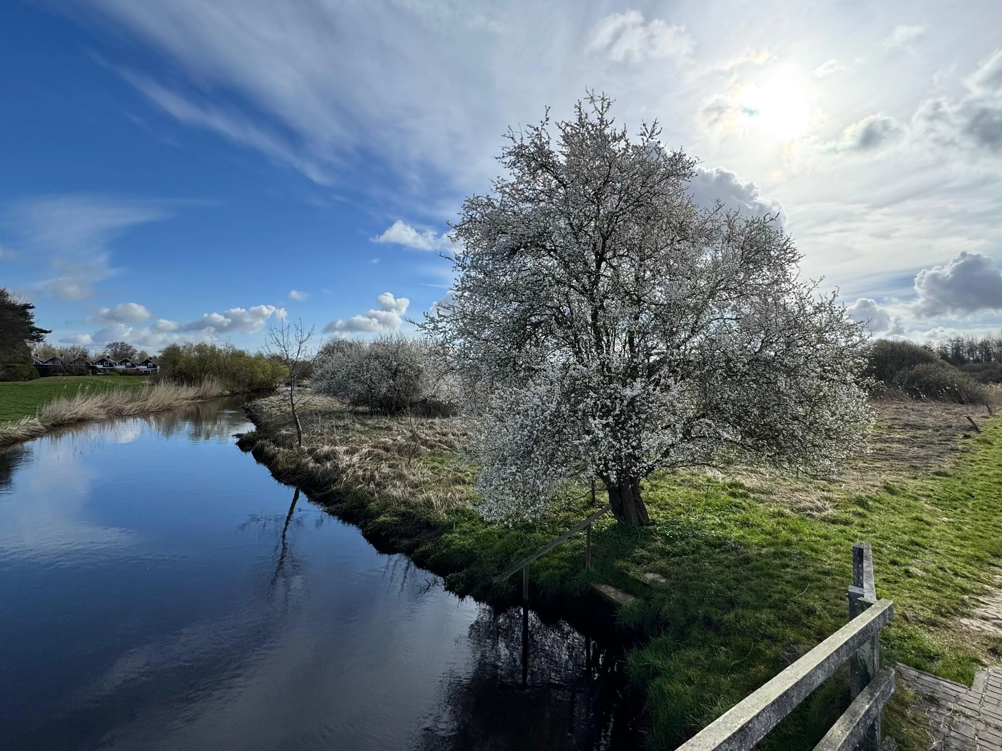 Blühender Baum an einem Fluss unter weitem Himmel